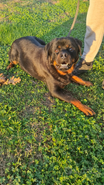 Rottweiler in adozione