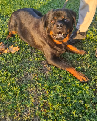 Rottweiler in adozione