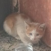 Si affida Gattino rosso