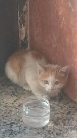 Si affida Gattino rosso