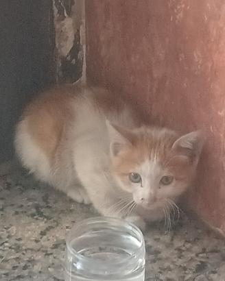 Si affida Gattino rosso
