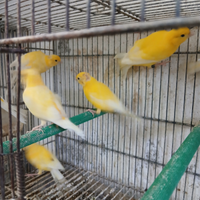 Canarini giallo