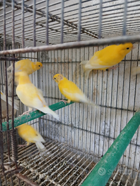 Canarini giallo