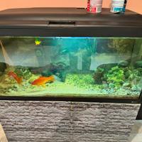 Acquario