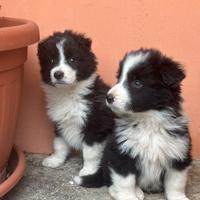 Cuccioli di border collie