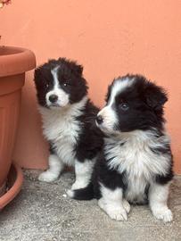 Cuccioli di border collie