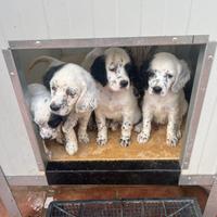 Setter inglese bianco nero cuccioli