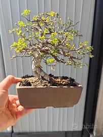 Bonsai di olmo
