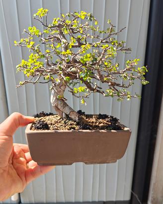 Bonsai di olmo