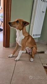 Cagnolina dolcissima (Coco)