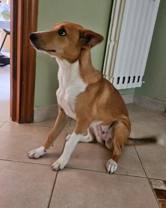 Cagnolina dolcissima (Coco)