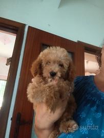 cuccioli di barboncino Toy 