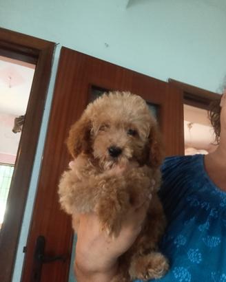 cuccioli di barboncino Toy 