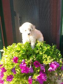 Maschietti Barboncino teacup