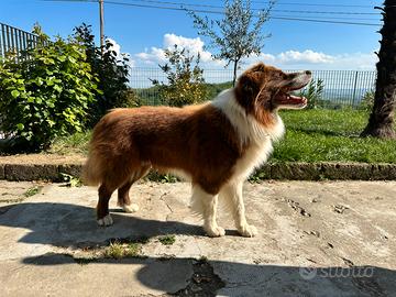 Border collie rosso e bianco