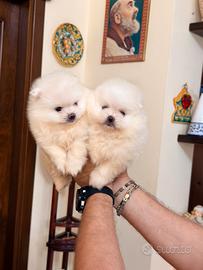 Spitz di Pomerania nani