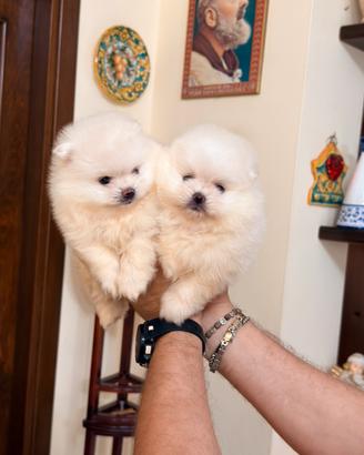Spitz di Pomerania nani