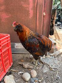 Gallo Araucana e Marans