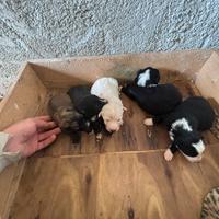 Border collie