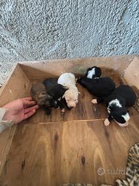 Border collie