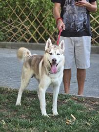 Siberian Husky maschio