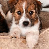 Cuccioli Jack Russell Terrier