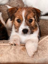 Cuccioli Jack Russell Terrier