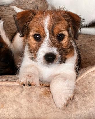 Cuccioli Jack Russell Terrier
