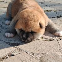 Akita Inu e Akita del Caucaso