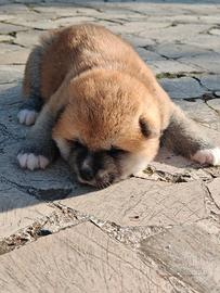 Akita Inu e Akita del Caucaso