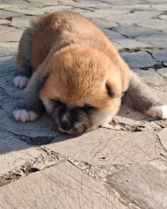 Akita Inu e Akita del Caucaso