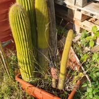 pianta cactus
