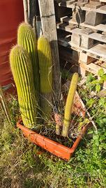 pianta cactus
