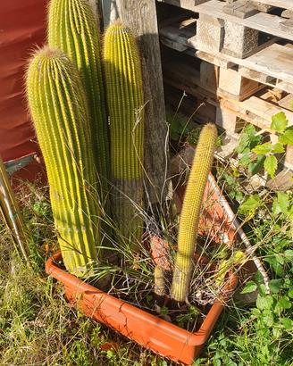 pianta cactus