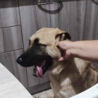 Loki
