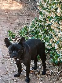 Bulldog francese