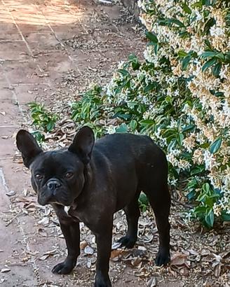 Bulldog francese