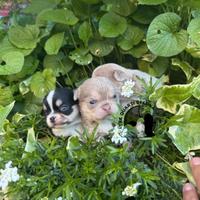 Cucciolo Chihuahua TreQuartidiLuna Disponibile