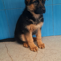 Cuccioli pastore tedesco