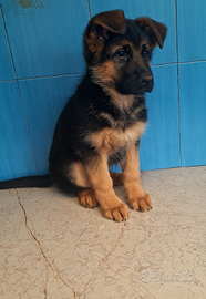 Cuccioli pastore tedesco