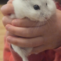 Criceto bianco femmina 4 mesi