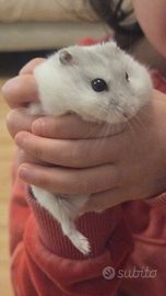 Criceto bianco femmina 4 mesi