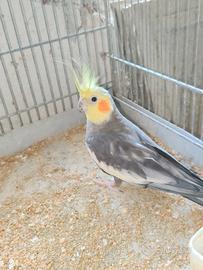 Pappagalli