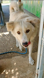 POPPY, femminuccia di 1,5 anni