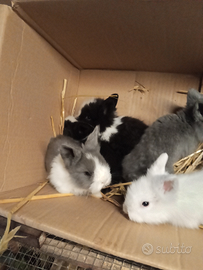 Conigli Nani Testa di Leone