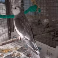 Calopsite maschio riproduttivo