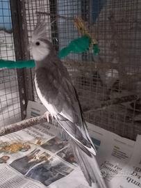 Calopsite maschio riproduttivo