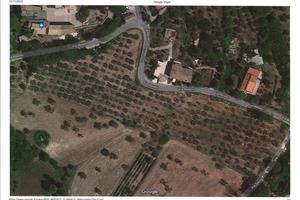 Uliveto zona Saludecio (prov. Rimini)