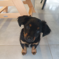 Cucciolo incrocio pinscher e chihuahua