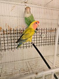 Pappagalli inseparabili